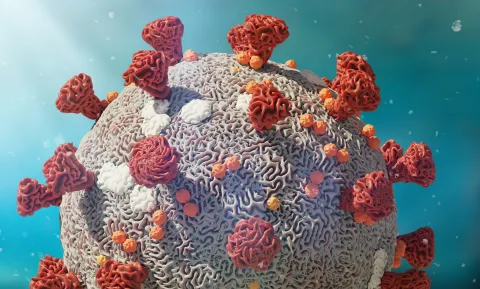 Image of covid virus Image of covid virus