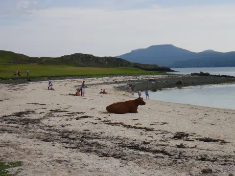 Cow on Beach Cow on Beach