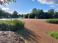 Water Quality and Health