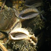 iMAGE OF FRESHWATER MUSSEL; Cover photograph courtesy of: Susan Cooksley, James Hutton Institute