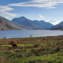 Mountain landscape, blue sky with loch in the forefront. Several deer are grazing. Photo Credit: Rebekah Burman