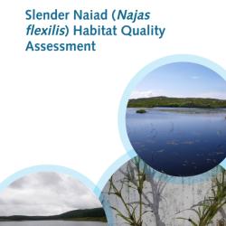 Slender Naiad Habitat Assessment. Cover photographs courtesy of: Iain Gunn, UKCEH