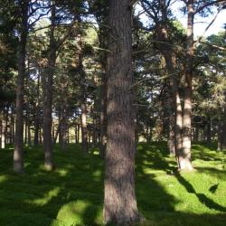 Reducing pollution from forestry related activities in the Galloway and Eskdalemuir forests: A review of Best Management Practices to reduce diffuse pollution