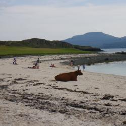 Image of cow on beach; Cover image courtesy of: Andrea Baggio