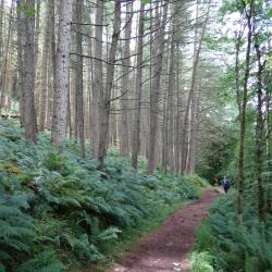 Forest - Courtesy of Shasta Marrero