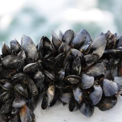 Mussels - Courtesy of SAMS.
