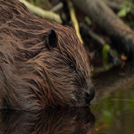 Beaver image. Photo credit Tomasz Chmielewski (2012). Available at https://commons.wikimedia.org/wiki/File:Castor_fiber_vistulanus.jpg Beaver image. Photo credit Tomasz Chmielewski (2012). Available at https://commons.wikimedia.org/wiki/File:Castor_fiber_vistulanus.jpg