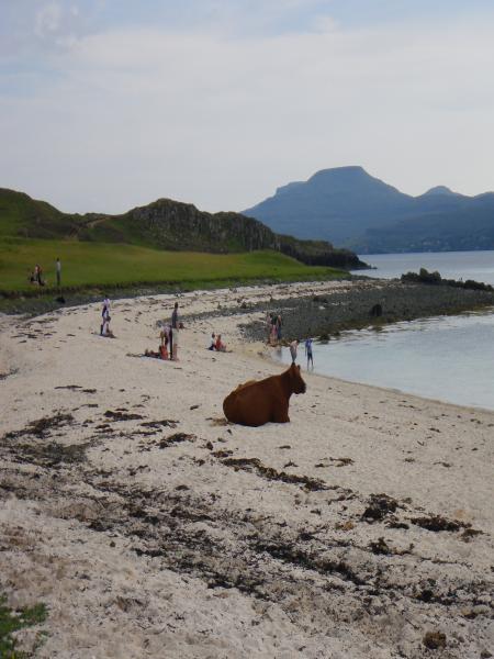 Cow on Beach