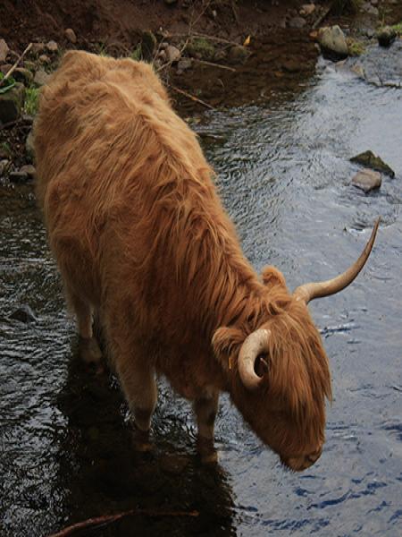 Image of Highland Cow in a water body